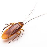 Cucaracha